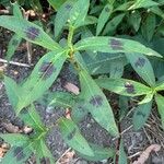 Persicaria maculosaFuelha