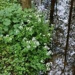 Cardamine amara Hábito