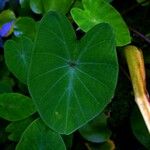 Colocasia esculenta List