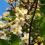 Prunus cerasus Квітка