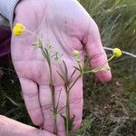 Ranunculus arvensis Blatt