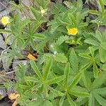 Potentilla reptans 形態