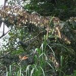 Machaerium biovulatum Habit