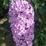 Buddleja davidiiBlüte