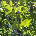 Commiphora schimperi Leaf