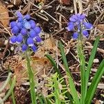 Muscari botryoides Habit