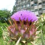 Cynara scolymus Diğer