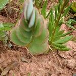 Kalanchoe marnieriana Leaf