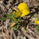 Ononis minutissima Leaf