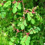 Rosa spinosissima Leaf