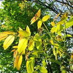 Juglans regia Leaf