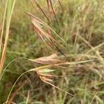 Themeda triandra Květ