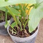 Arisarum vulgare Plante entière