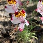 Alstroemeria pulchra Květ