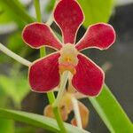 Vanda limbata Flower