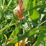 Lobelia cardinalisFleur