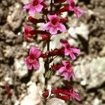 Penstemon utahensis 花