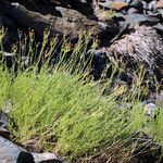 Cymopterus petraeus Habitus