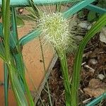 Cenchrus alopecuroides Blatt