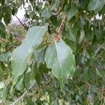 Populus balsamifera Yaprak