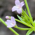 Epilobium ciliatum花