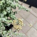 Helichrysum petiolare Kukka