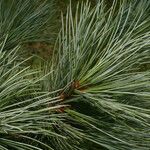 Pinus strobiformis Leaf