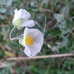 Helianthemum apenninumFlor