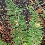 Polystichum setiferumBlatt