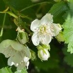 Crataegus douglasii Flower