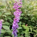 Vicia tenuifoliaFlower