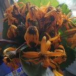 Ligularia dentataFlower