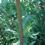 Crepis sp. ?Bark