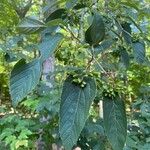 Viburnum setigerum Fruit