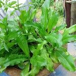 Eryngium foetidum Leaf