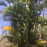 Dypsis lutescensഇല