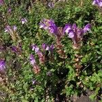 Scutellaria alpina Flower