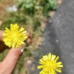 Crepis setosaFlower