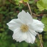 Rubus deliciosus Blomma
