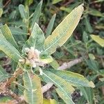 Salix lasiolepis Leaf