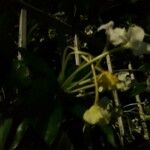 Brunfelsia americana Floro