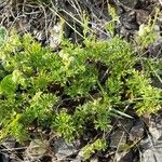 Tragia pinnata Hábito