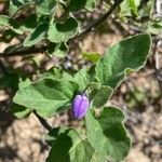 Solanum umbelliferum Hoja