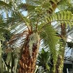 Dicksonia antarctica Fleur