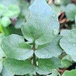 Nasturtium officinale Blad