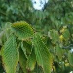 Acer carpinifolium Leaf