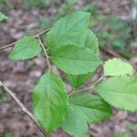 Xylosma ciliatifolium Leaf