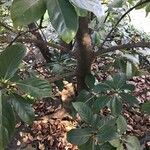 Viburnum odoratissimum Celota