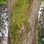 Sophora japonica Bark