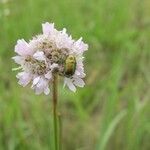 Armeria canescens Blomma